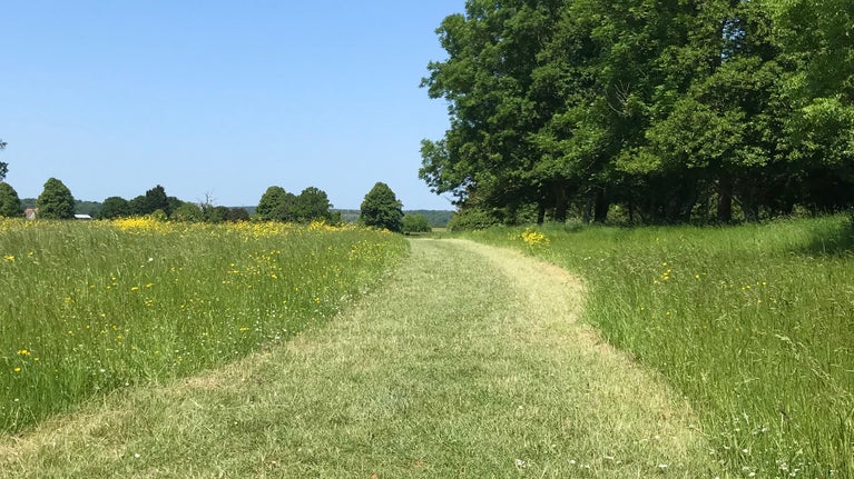 A wide, grassy path mown through a field. On the right is woodland.